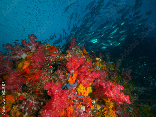 Vivid color soft corals and school of fish © Mayumi.K.Photography