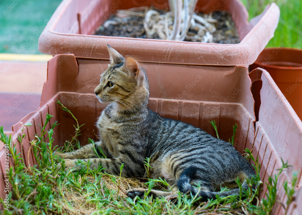 Stray cats in Al Khobar Eastern Province, Saudi Arabia Stock Photo