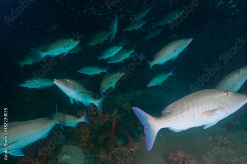 A school of Longnosed emperor hunting at the coral reef © Mayumi.K.Photography