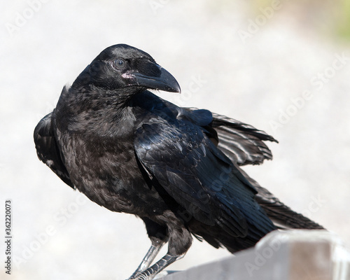 Raven bird Stock Photos. Raven bird close-up profile view. Raven bird blur background.