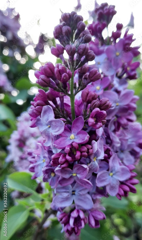 Piękny kwiat w kolorze cudownej fuksji 
Zdjęcie zrobione w Ogrodzie Botanicznym w Powsinie  - obrazy, fototapety, plakaty 