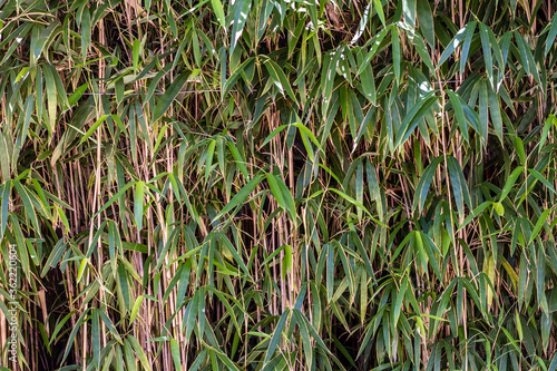 Growing bamboo in the garden