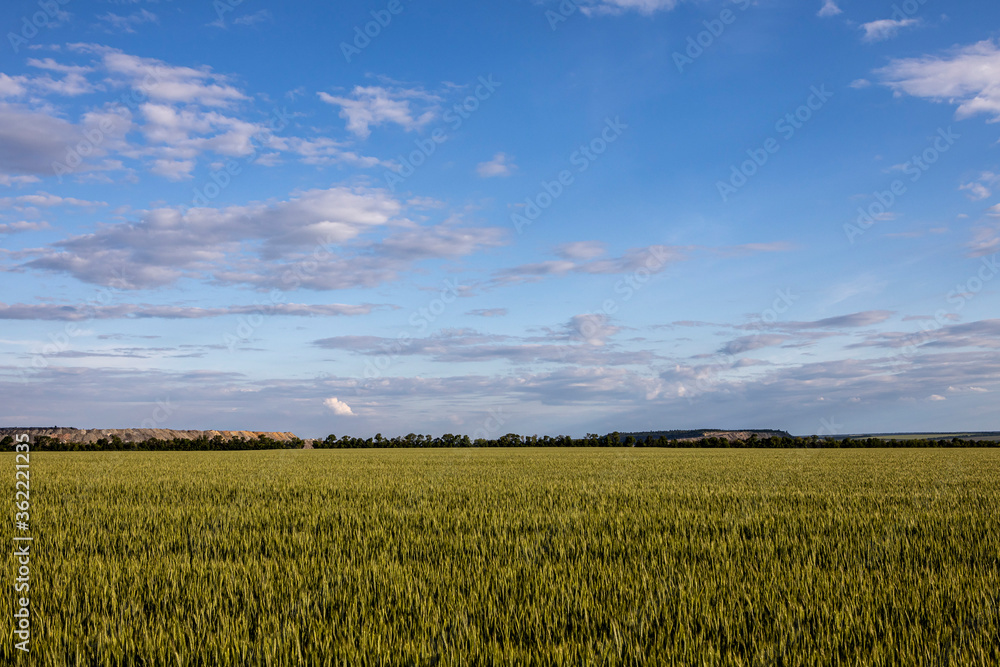 oats is brewing in the farmer's field. Background and texture for text