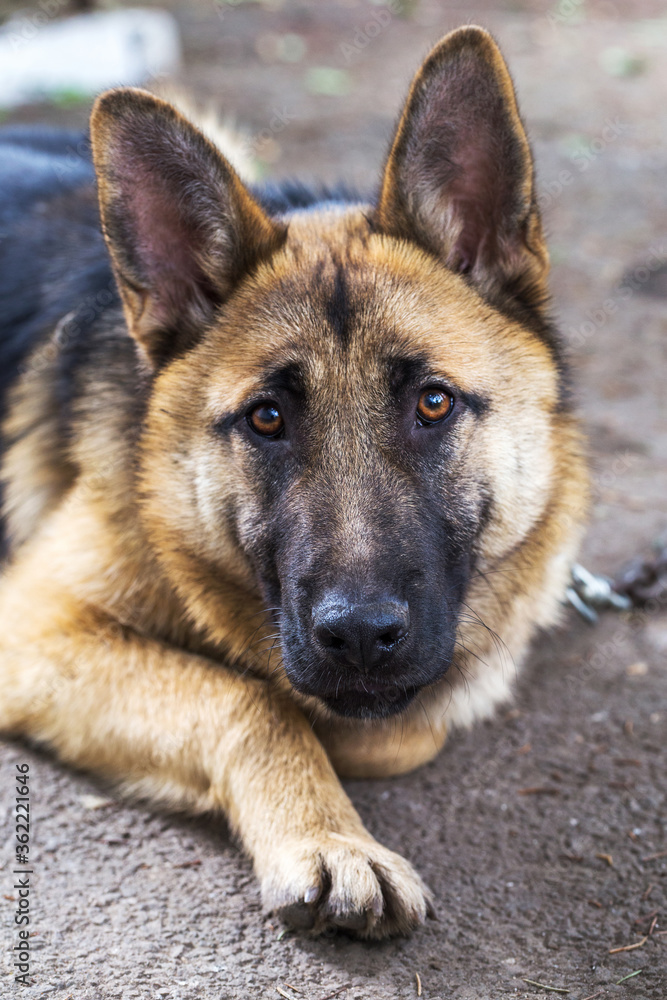 Close-up portrait of a dog, sheepdog sad looking at the camera Close-up portrait of a dog, sheepdog sad looking at the camera