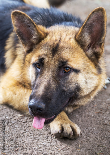 Close-up portrait of a dog, sheepdog. Shallow depth of field