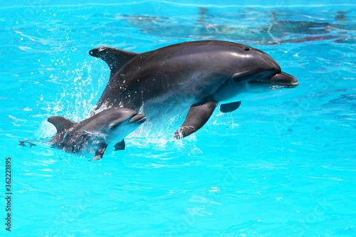 Dolphin with a baby floating in the water