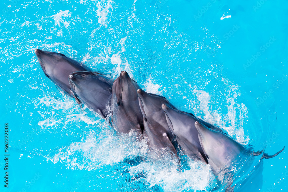 Obraz premium group of dolphins swimming in the clear blue water of the pool closeup