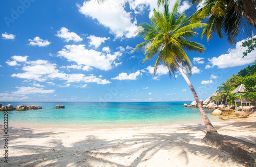 tropical beach with cocnut palm tree
