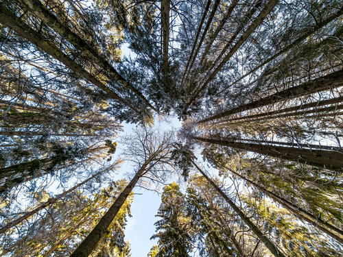Low angle view of snow covered fir trees in the forest