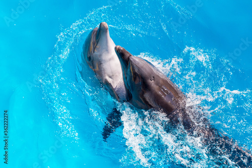 dolphins swimming in the clear blue water of the pool closeup