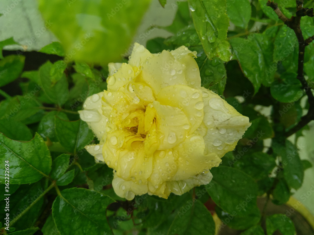 yellow flower with water drops yellow flower with water drops
