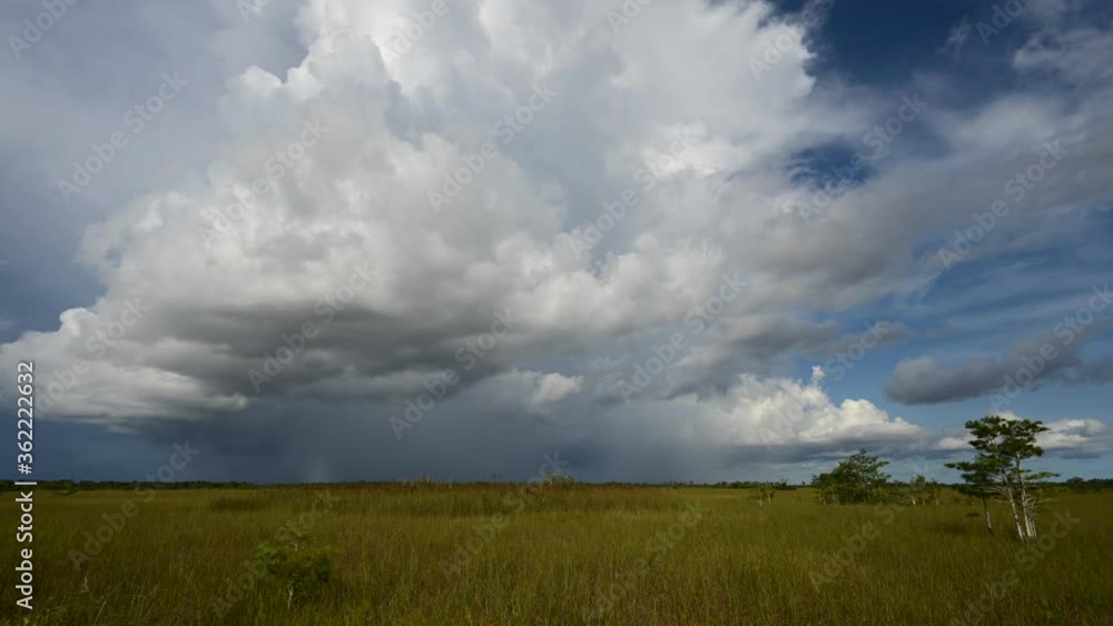 Timelapse of rain clouds forming over sawgrass prairie in Everglades National Park, Florida in summer 4K. Timelapse of rain clouds forming over sawgrass prairie in Everglades National Park, Florida in summer 4K.