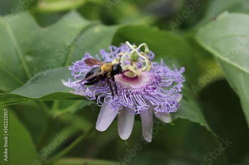 Carpenter bee pollinating a purple passionflower  photo