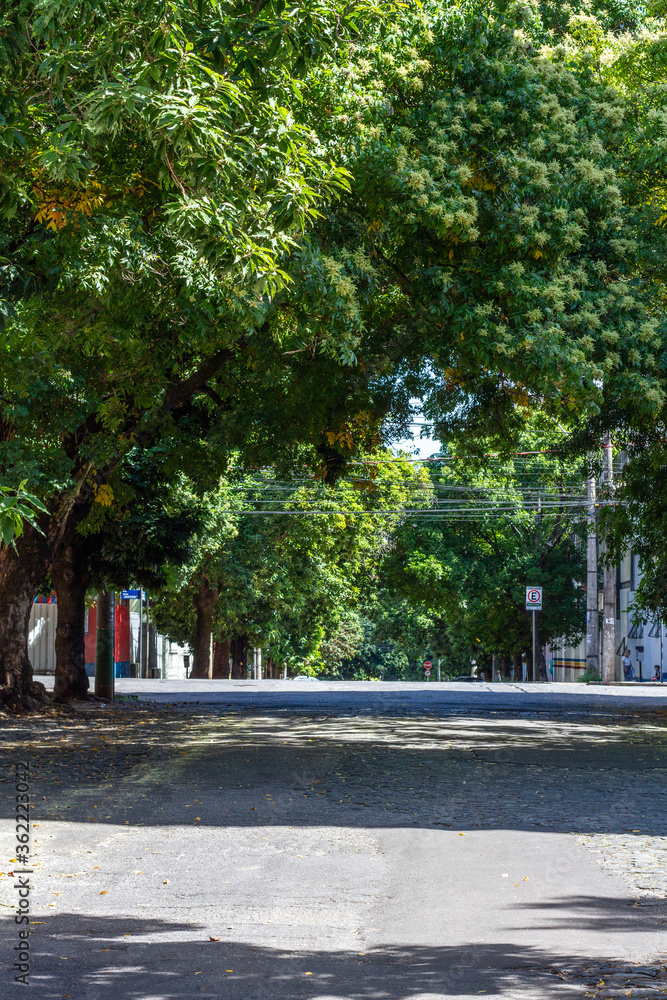 tree-lined street in Belo Horizonte