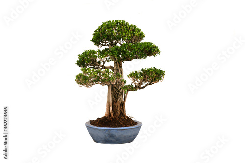 A small bonsai tree in a ceramic pot on the white background with clipping path.