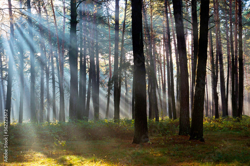 The sun's rays breaking through the trees in the pine forest in autumn