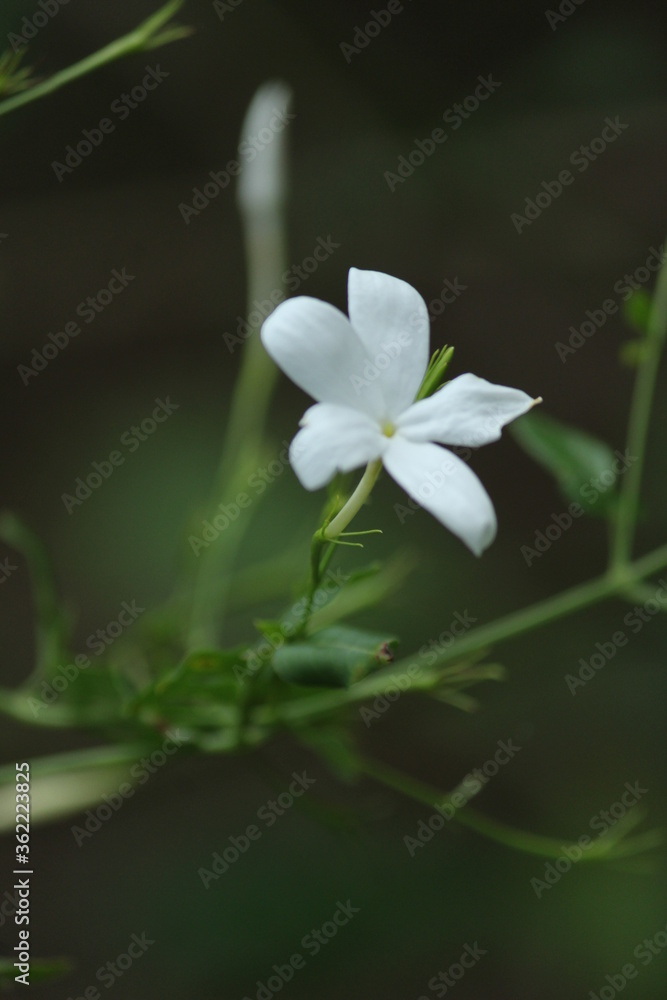 Obraz premium jasmine flower
