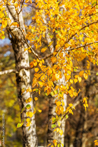 Bright autumn foliage of a birch tree