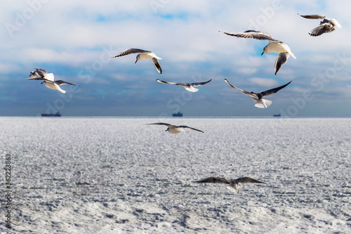 Blocks of ice frozen sea and seagulls