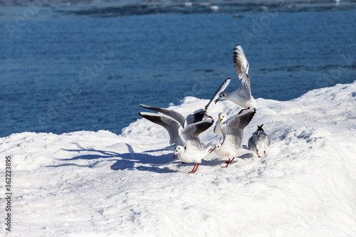 gulls on ice