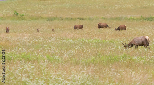 Herd of Elk in meadow