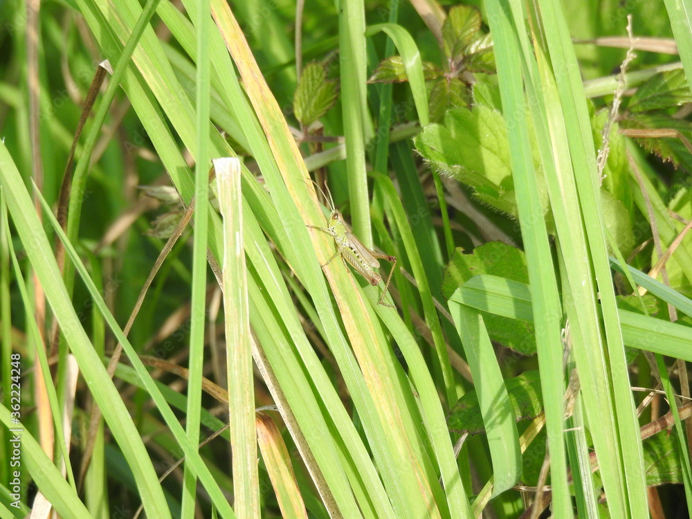 The grasshopper sits on long leaves The grasshopper sits on long leaves