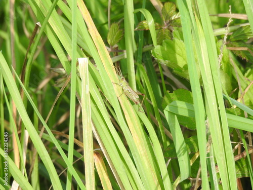 The grasshopper sits on long leaves