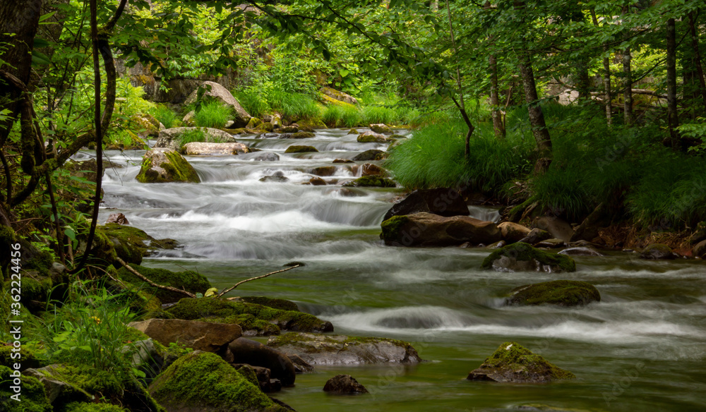 river in the forest