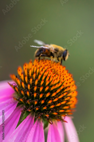 Bee on a Echinacea flower. Pink petals and large yellow stamens of Echinacea. Macro photo. Yellow pollen of a flower. A bee pollinates a flower. Medicinal flower in the garden. Bee body texture
