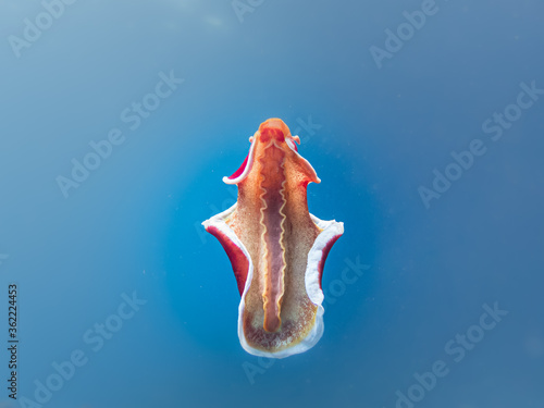 Spanish dancer, Hexabranchus sanguineus, isolated on blue water background. The Spanish dancer is a dorid nudibranch. Picture from Malapascua, Philippines photo