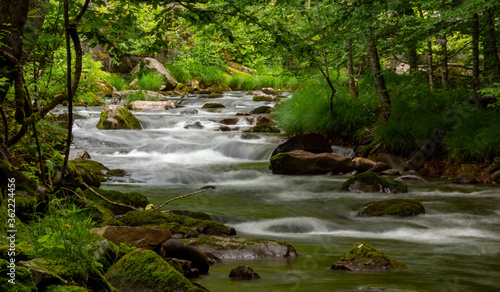 river in the forest