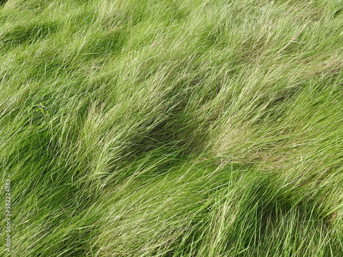 Tall grass arranged by the wind