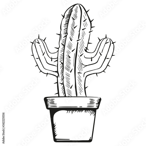 Illustration vase with a cactus in art line. Ideal for botanical and gardening materials