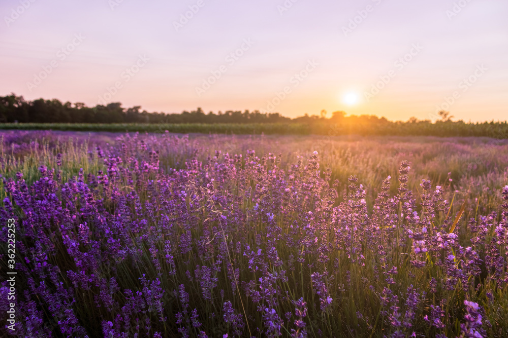 Fototapeta premium Beautiful landscape of lavender field with setting sun and orange sky