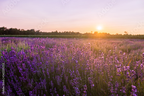 Beautiful landscape of lavender field with setting sun and orange sky