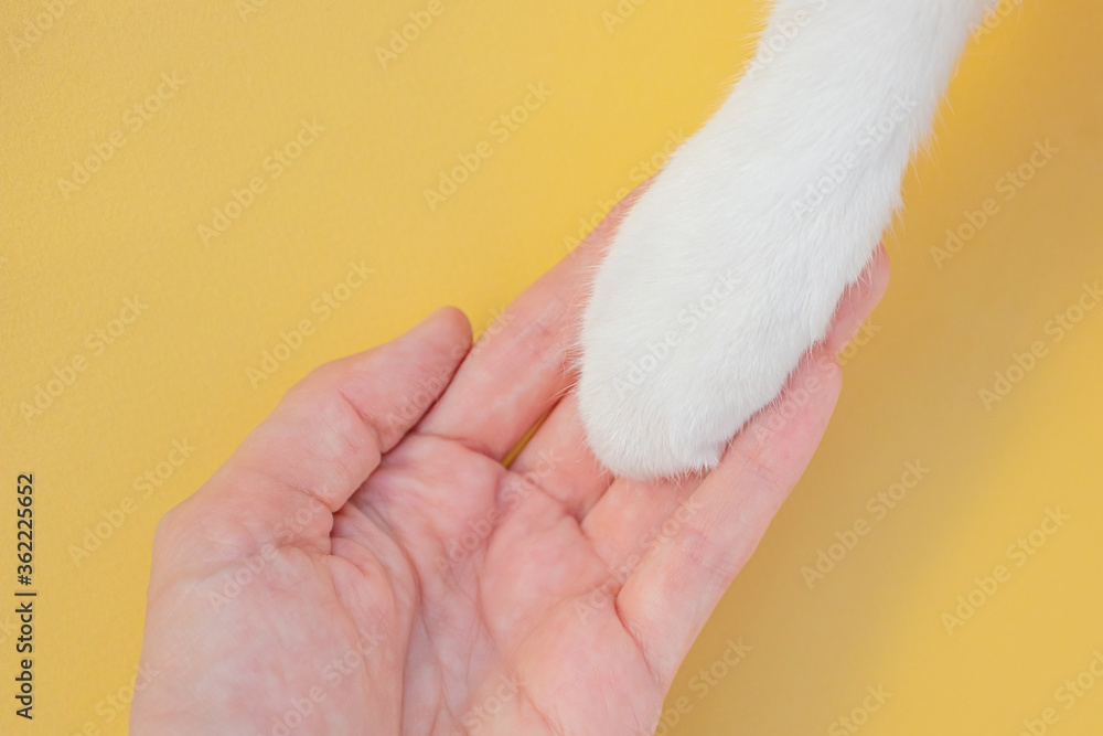 White cat paw and human hand on a yellow background. Friendship concept of man with pet, taking care of animals. Minimalism, top view, place for text. White cat paw and human hand on a yellow background. Friendship concept of man with pet, taking care of animals. Minimalism, top view, place for text.