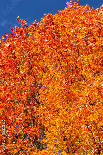 Intense Autumn Maple Foliage Against the Sky