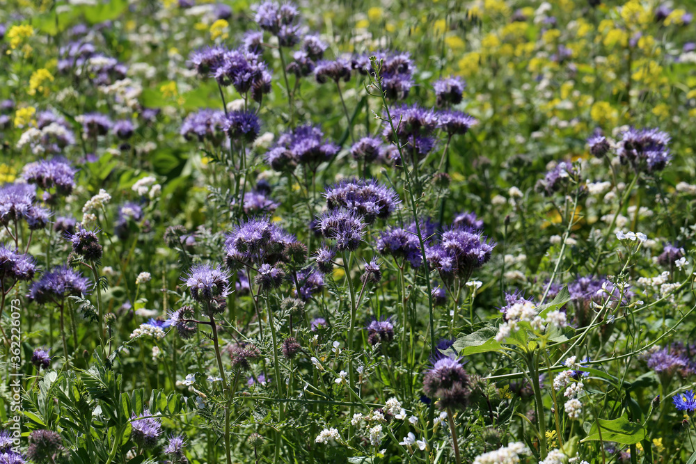 Blossoming bee pasture in the sunlight. Violet-flowering Phacelia.