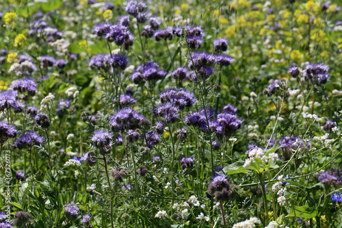 Blossoming bee pasture in the sunlight. Violet-flowering Phacelia.