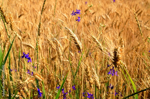 Blue wildflowers bloom against a background of ripe golden ears of wheat on a yellow field, nature. Rich summer harvest, farming, agricultural industry for food.
