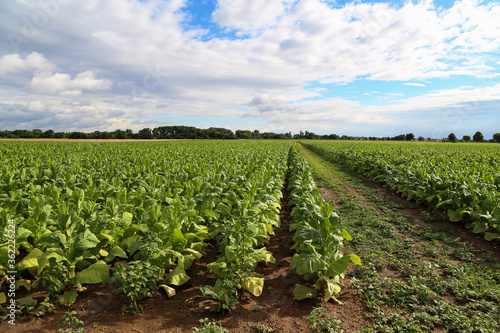 Green tobacco plants on a field in Germany