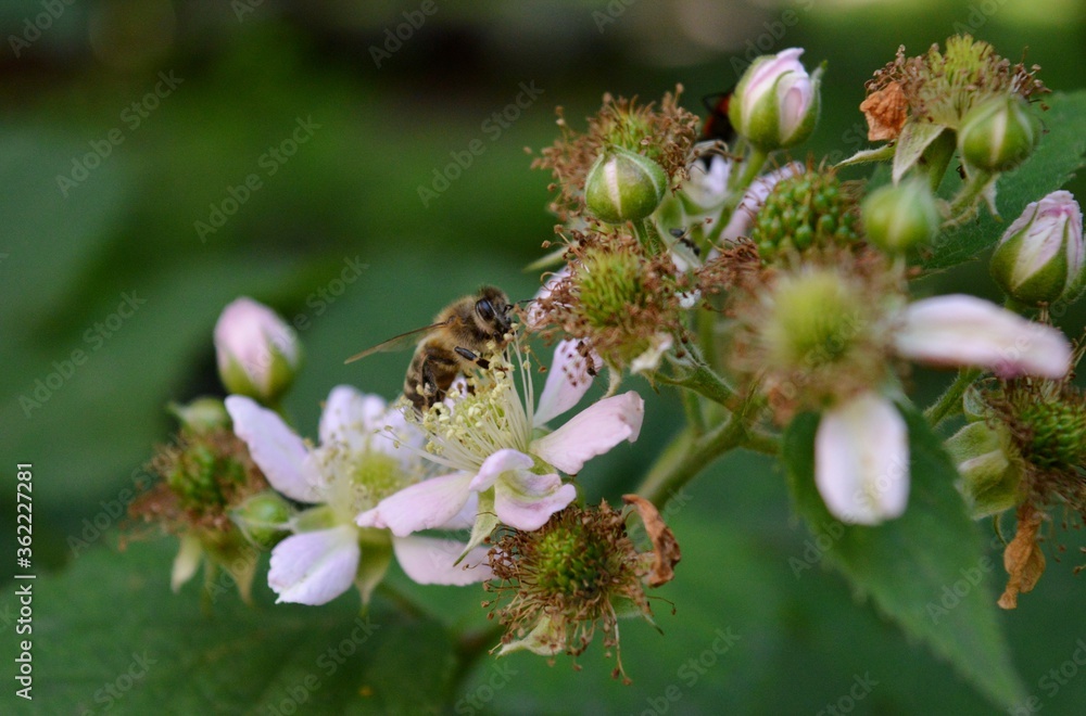 bee on a blackberry flower