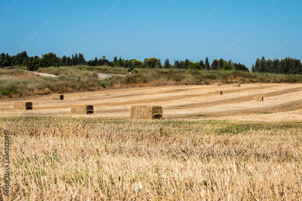 Mowed wheat field with stecks of straw in early summer evening. Selective focus. Mowed wheat field with stecks of straw in early summer evening. Selective focus.