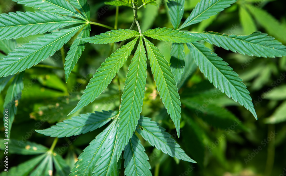 Cannabis is a standoff between a drug and a medicine. Green background of leaves.Close-up young hemp. Medicinal indica with CBD Cannabis is a standoff between a drug and a medicine. Green background of leaves.Close-up young hemp. Medicinal indica with CBD
