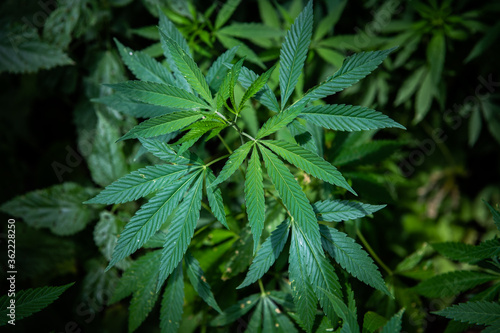 Cannabis is a standoff between a drug and a medicine. Green background of leaves.Close-up young hemp. Medicinal indica with CBD