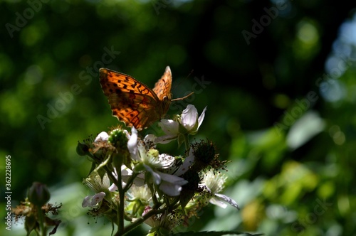 a butterfly with colorful wings on a blackberry flower