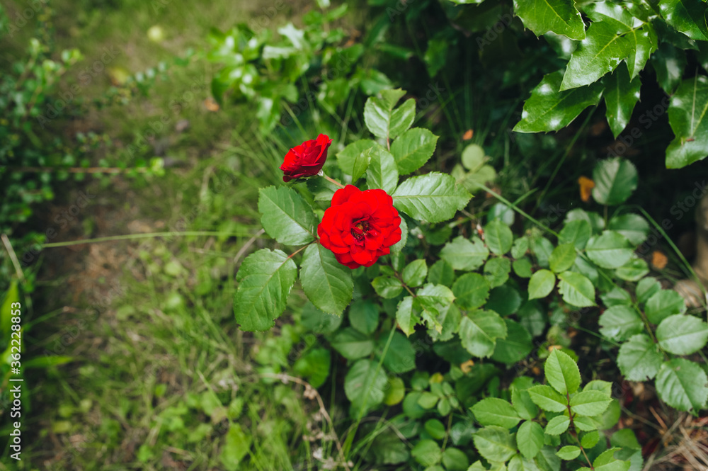 Two beautiful blooming red roses grow in the garden close-up. Garden flowers for sale and gifts. Two beautiful blooming red roses grow in the garden close-up. Garden flowers for sale and gifts.