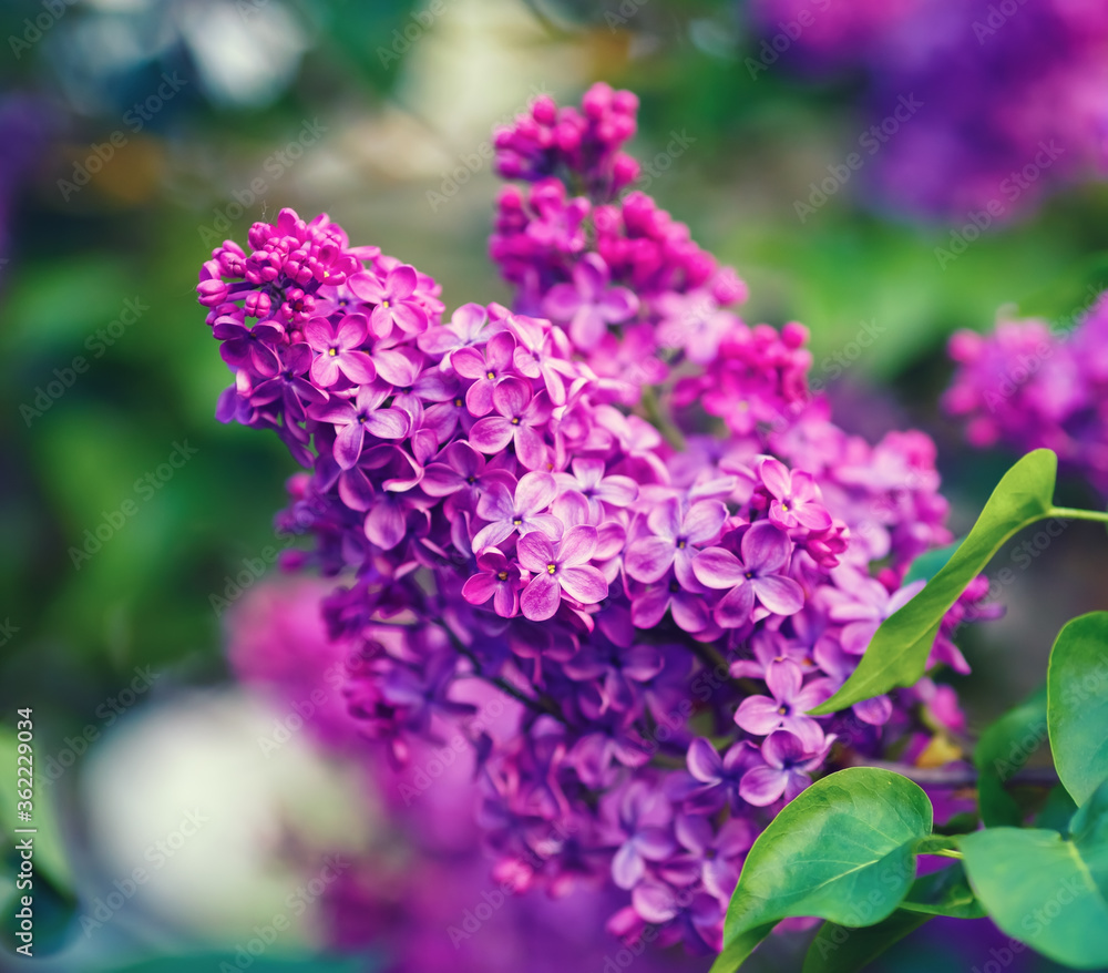 Purple lilac blooms. Branch of blossoming lilac. Shallow depth of field. Selective focus. Purple lilac blooms. Branch of blossoming lilac. Shallow depth of field. Selective focus.