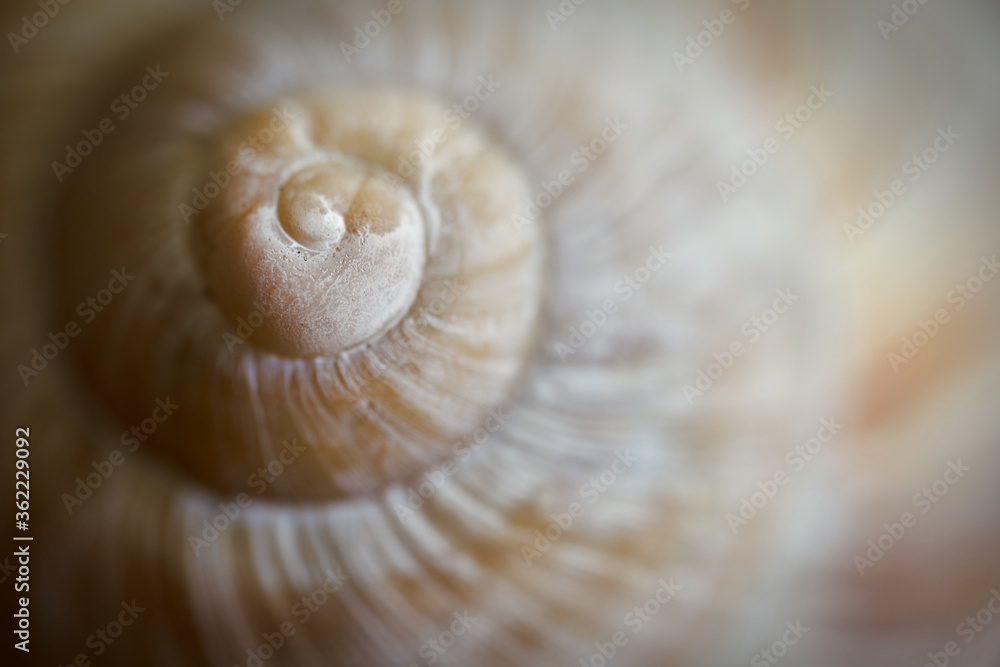 Close-up of an empty snail shell Close-up of an empty snail shell