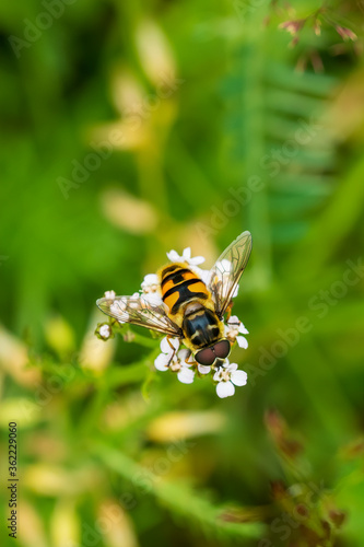 bee on a flower © Ingemar